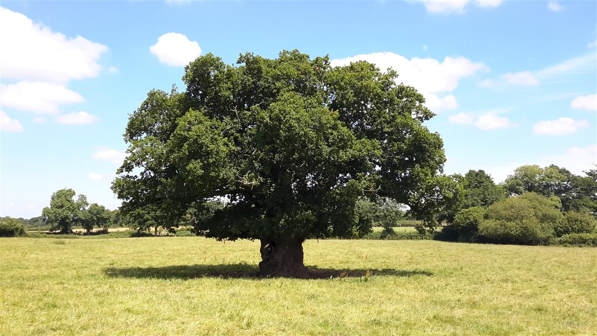 Oak Tree